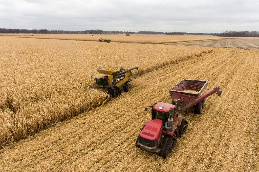 Red Case IH tractor collecting harvested corn from a CLAAS Lexion combine in a vast cornfield.